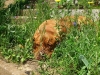abby