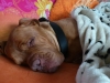 abby12