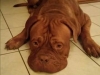 Alessio3