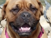 Amy Bordeauxdogge x Bullmastiff 1