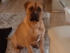 Amy Bordeauxdogge x Bullmastiff 2