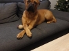 Amy Bordeauxdogge x Bullmastiff 3