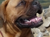 Amy Bordeauxdogge x Bullmastiff