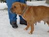 bordeauxdogge3wind_211
