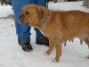 bordeauxdogge3wind_211