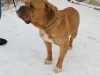 bordeauxdoggewind_797