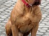 bordeauxdogge_ares_sitzend