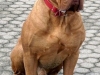 bordeauxdogge_ares_sitzend