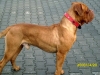 bordeauxdogge_ares_stehend