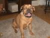 balou-1