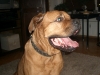 balou