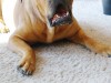 bilder-balu-001