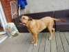 bilder-balu-003