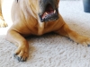 bilder-balu-001