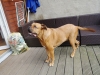 bilder-balu-003
