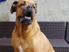 bilder-balu-008