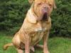 bruno