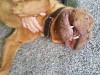 bruno3