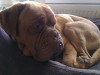 bruno9