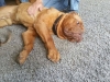 bruno