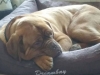 bruno1