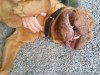 bruno3