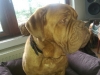 bruno8
