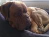 bruno9