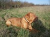brutus-004