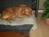 brutus_003_815