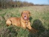 brutus-005