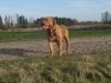 brutus-008