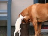 buddy-u-filou-3