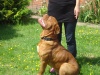 buddy2