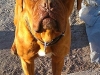 480_Buffy_stehend_frontal