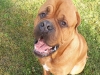 Butkus