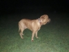 Butkus3