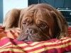 capone3