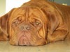 capone6