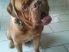 capone7