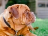 capone2