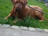 capone8