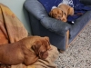bonnie-und-clyde16-12-14-1