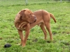 clyde-26-10-14