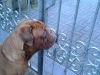 constantin