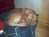 daisy2