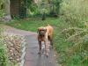 daphne_8_726