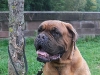 daphne_5_126