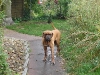 daphne_8_726