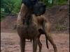 hunde_5631-4